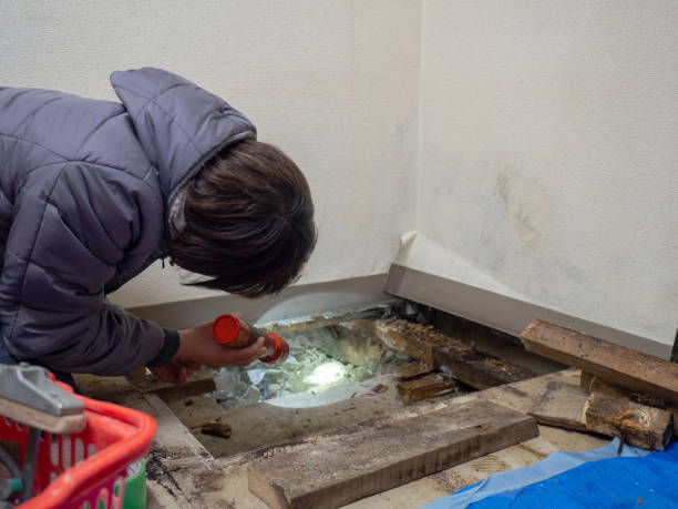 Reliable South Monrovia Island, CA Mold Removal Solutions