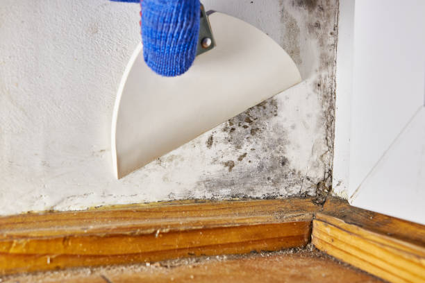 Best Biohazard Mold Removal  in South Monrovia Island, CA